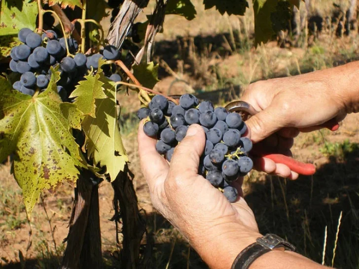 Berba grožđa pred vratima: Vinogradari očekuju vrhunski rod, ali upozoravaju na tri velika problema