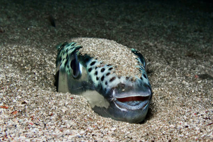 Otrov 1.200 puta jači od cijanida: U Jadranu ulovljena najotrovnija riba svijeta