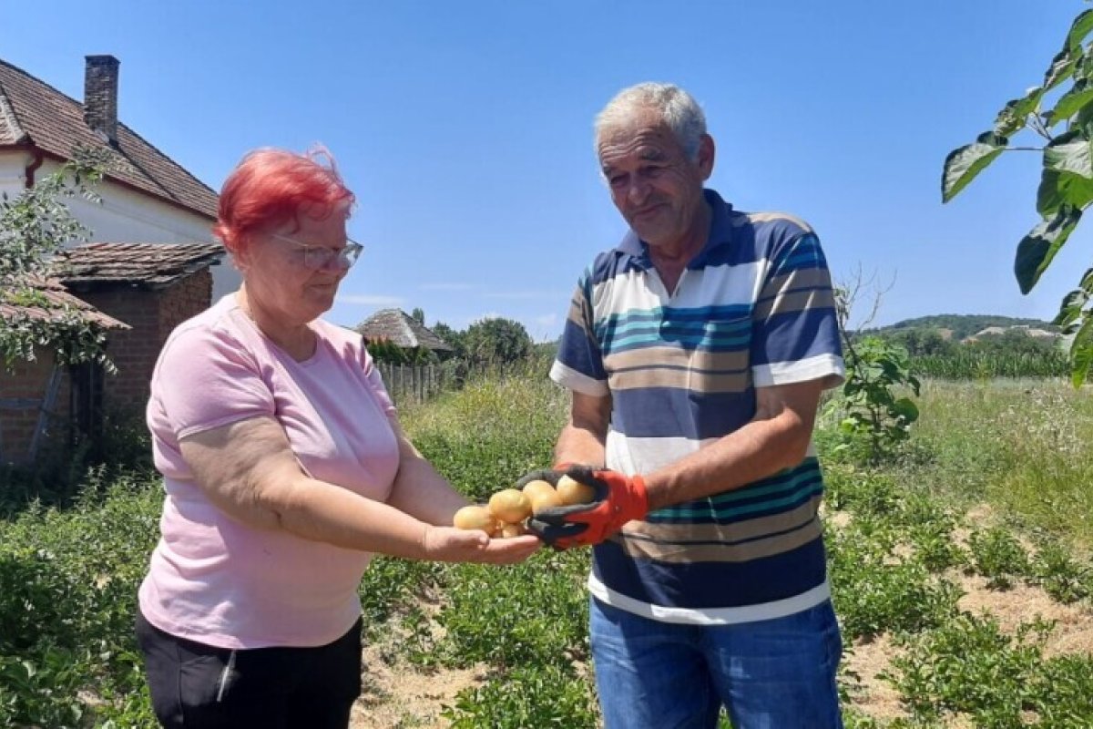 Lazarevići otkrili tajnu uspjeha: Krompir u slami dao deset puta veći prinos -prirodno, bez hemije i zalivanja