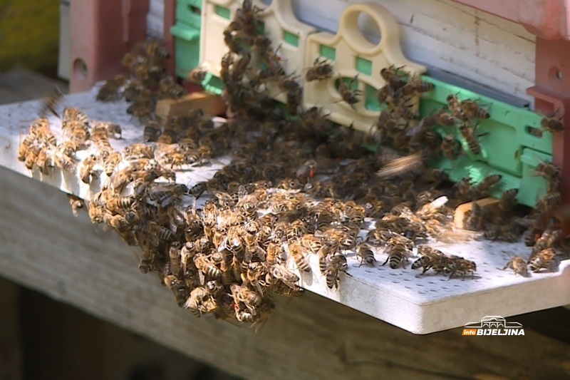 Pčelari u Semberiji planiraju ujedinjenje, izgubili 1.300 društava: “Analize pokazale da je lani postojao neki okidač”