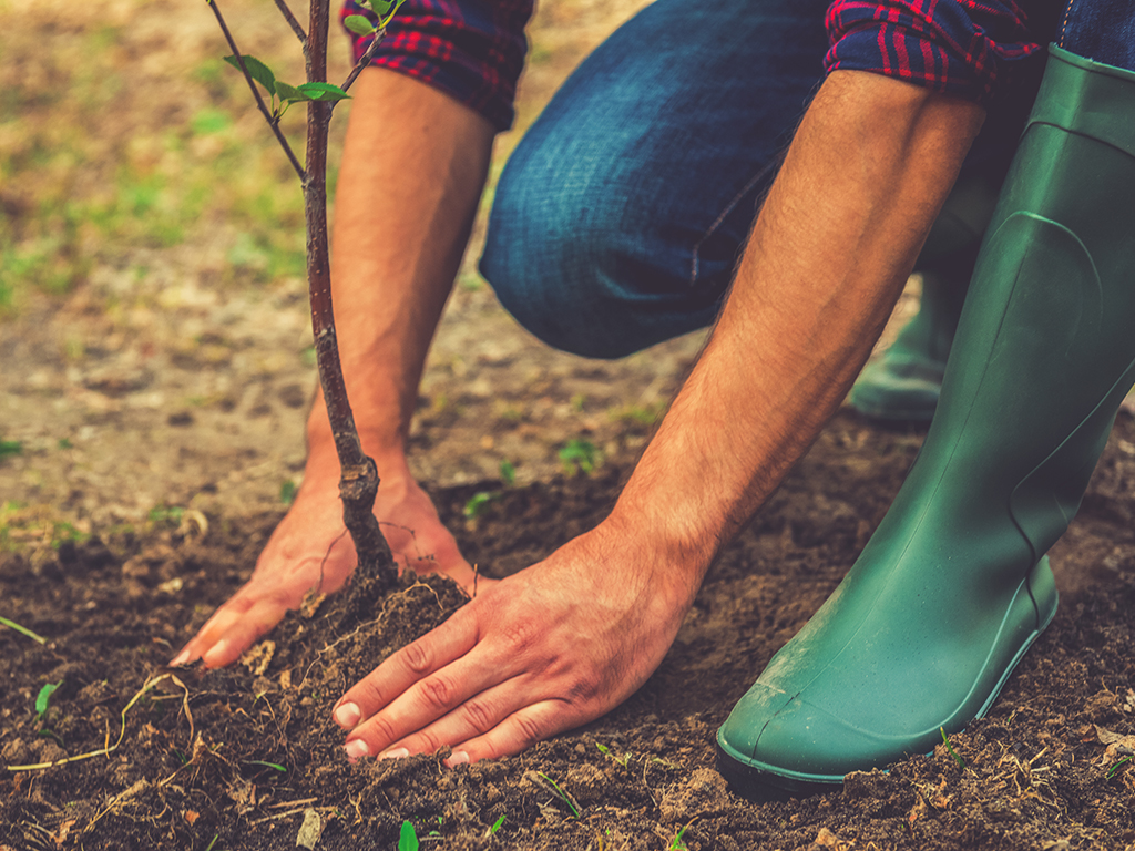 Vraćaju se korijenima: Građani Srpske se sve češće okreću uzgoju starinskih vrsta voća i povrća