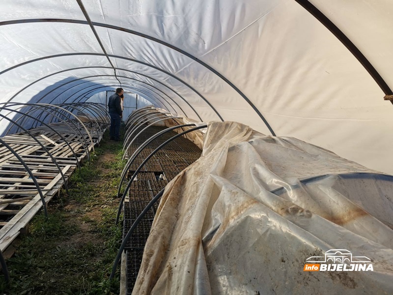 Povrtari pripremaju rasad kupusa: Dnevnica raste, a radnika je sve manje