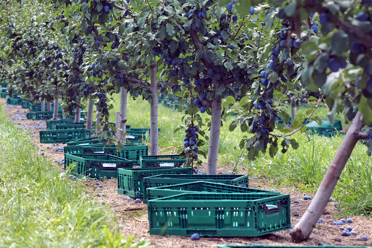 Niko neće u njivu i voćnjake za dnevnicu i do 100 KM