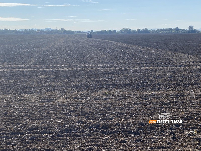 Zahuktava se sjetva u Semberiji: Zašto poljoprivrednici sve više prelaze na pšenicu? /FOTO/
