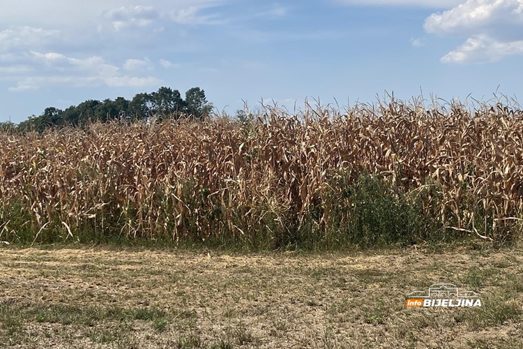 Tropske vrućine spržile kukuruz u Semberiji: “Šteta raste iz dana u dan, moraćemo kupovati da prehranimo stoku”