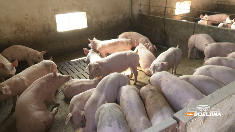 Semberija: Šta se mora odraditi prije useljavanja farmi na kojima je bila potvrđena afrička kuga?