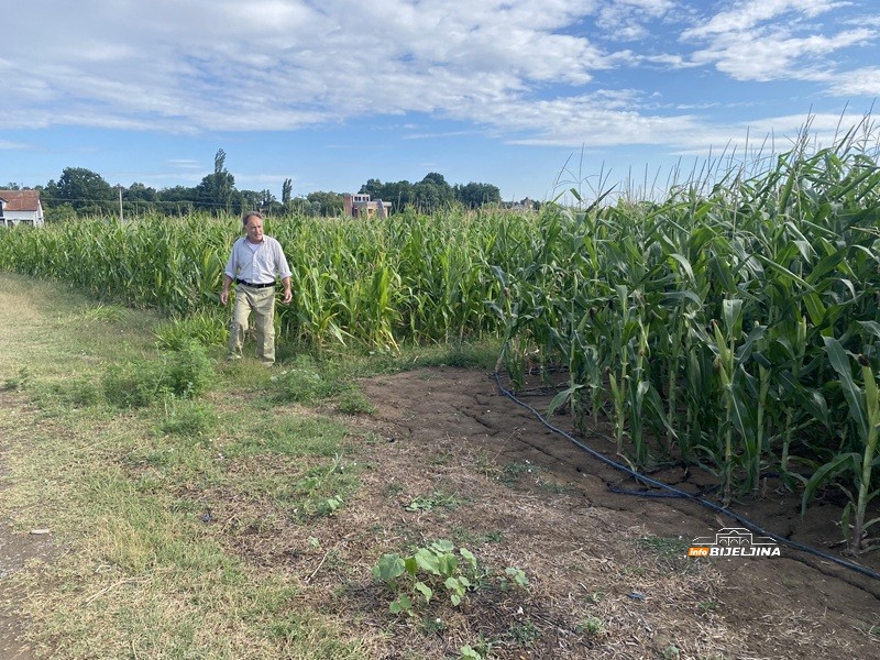 Ima li spasa za kukuruz u Semberiji: Na dvije susjedne parcele razlika 80 odsto (FOTO)
