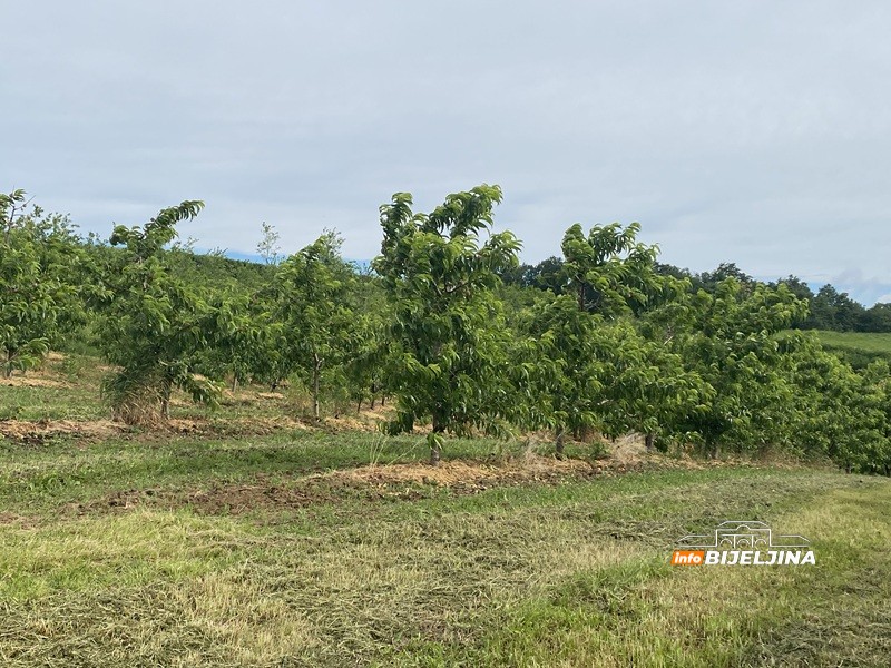 Manji rod breskvi u Semberiji, duplo veća cijena: Da li će i ovo voće biti luksuz? /FOTO/