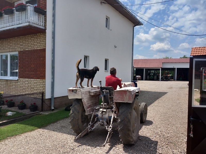 Pas Fifi ne silazi sa traktora, sa vlasnikom uzorao hiljade hektara (FOTO)