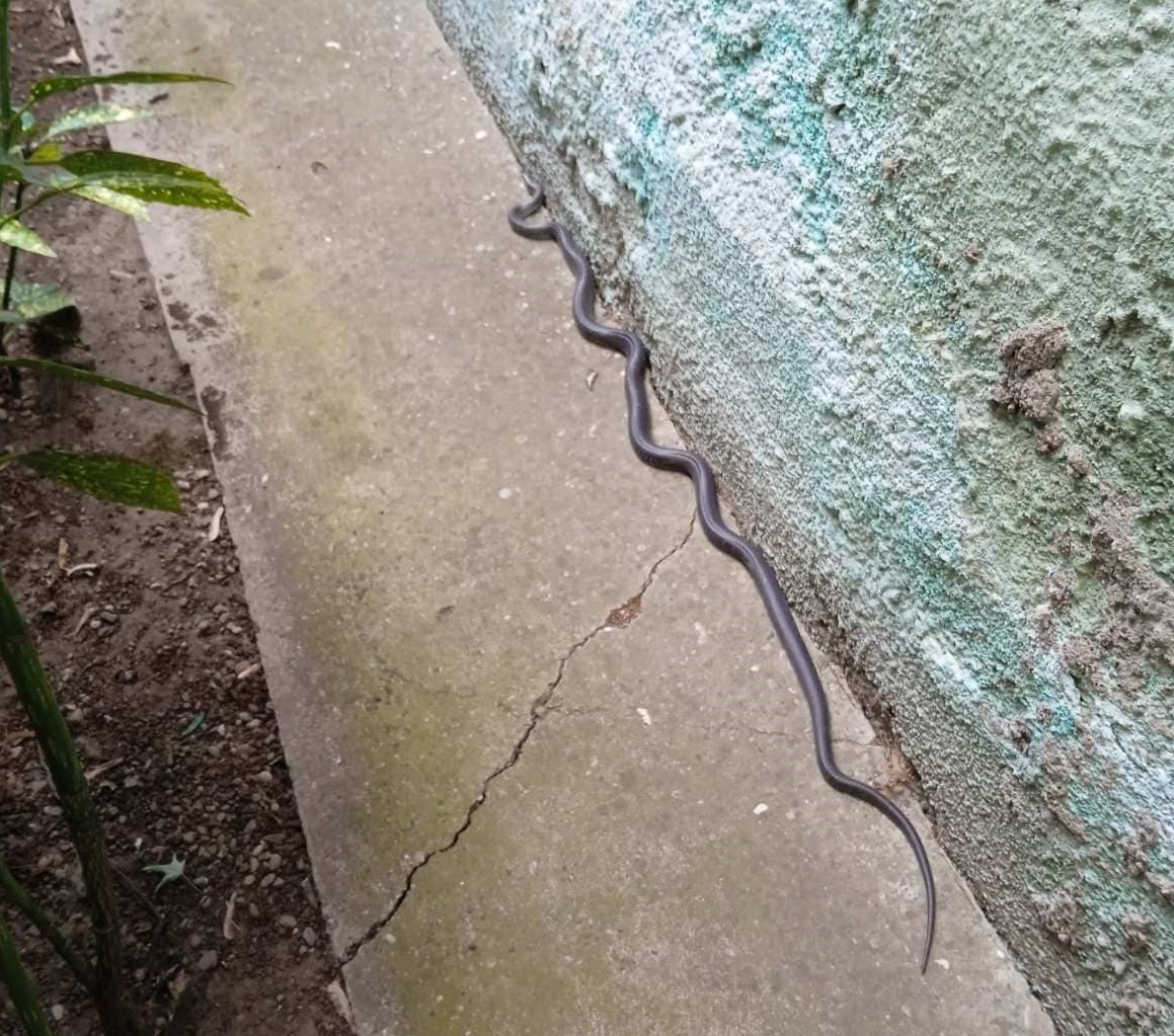 „NISAM SMJELA PRESPAVATI U KUĆI“ Bijeljinka ISPOD KREVETA pronašla ZMIJU dugačku metar (FOTO)