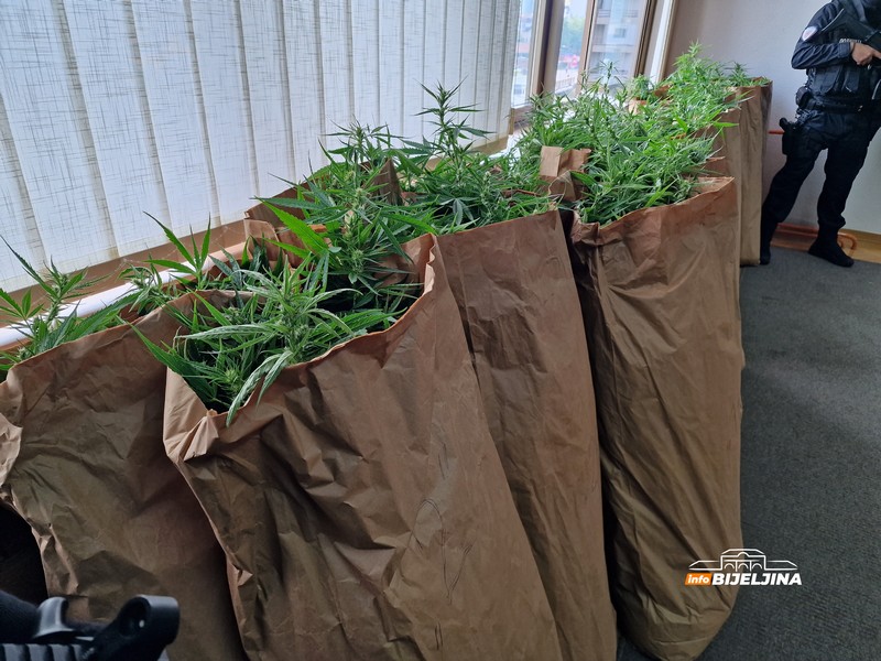 PU Bijeljina: Zaplijenili 172 kilograma marihuane, uhapšen muškarac iz Lopara (FOTO)