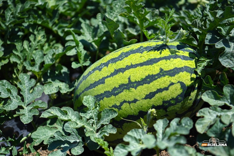 Semberci počeli s prodajom lubenice: Konce im odmah u startu pomrsio uvoz iz Albanije, Grčke i Turske (FOTO)