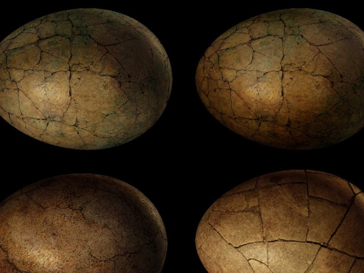 Pronađeno savršeno očuvano jaje dinosaurusa