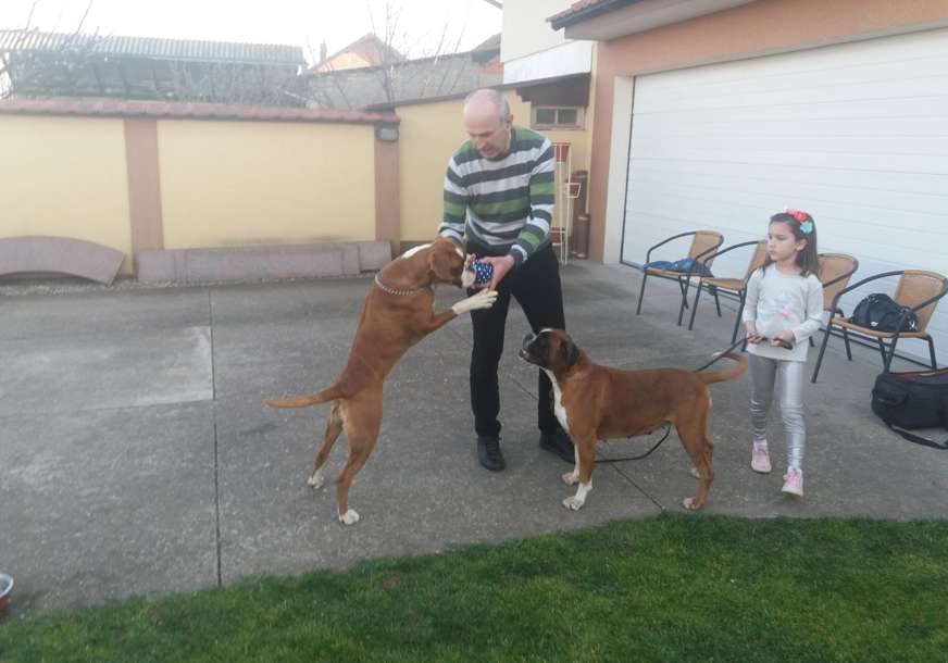 Spojio hobi i posao: Bijeljinac decenijama druguje s njemačkim bokserima i visokoletačima