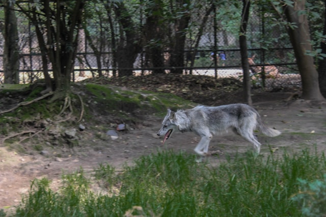 Žena u teškom stanju nakon napada vukova u zoološkom vrtu 