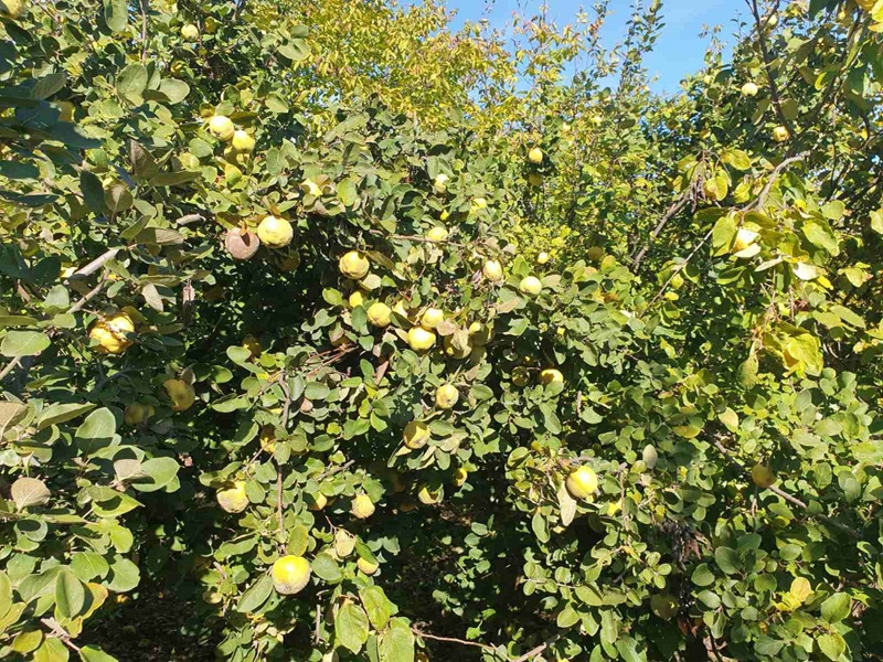 Rakija Radovanovića stiže do Kanade i Amerike, ali rudnik prijeti da ugasi viševjekovno ognjište /FOTO/