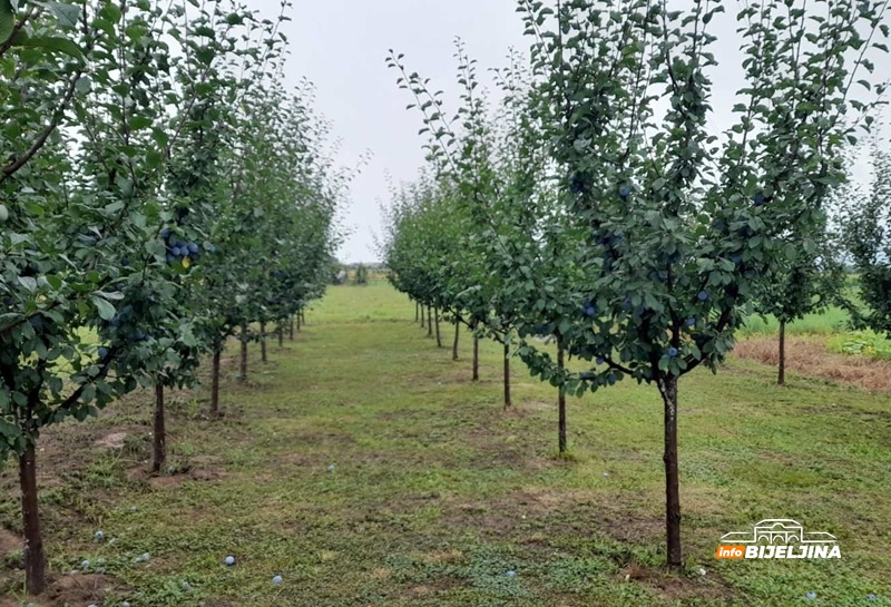 Od ratnog vihora do voćarskog raja u Semberiji: Pejići lako prodaju sve što proizvedu od aronije do kupine /FOTO/