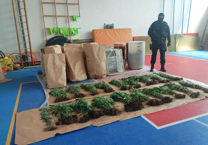 Pritvoren Bijeljinac kod kojeg su pronađeni kokain i plantaža sa konopljom