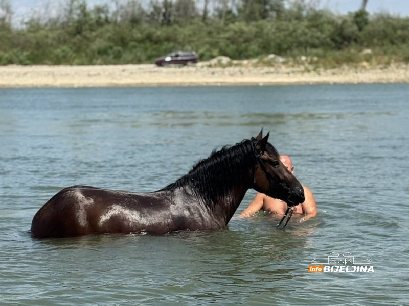 Spas od vrućine: Bijeljinac u Drini rashladio i sebe i konja (FOTO, VIDEO)