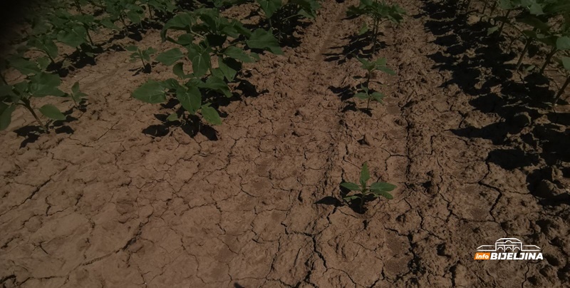 Suncokret u Semberiji ima stabilan prinosi i sigurnu zaradu za poljoprivrednike: Isplativiji i od pšenice i od kukuruza