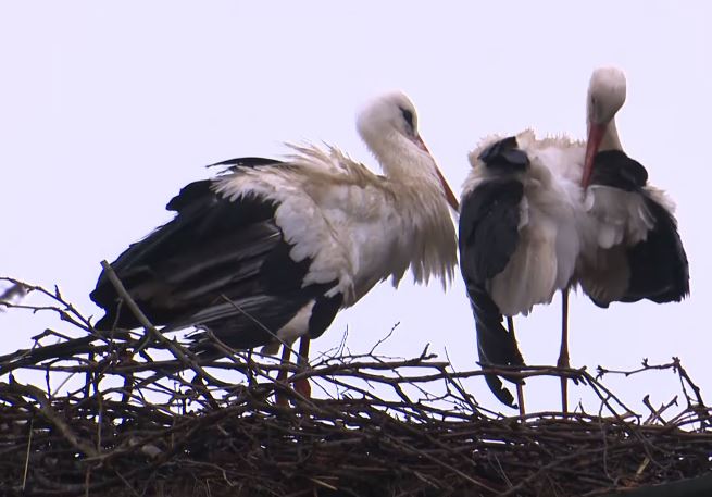 Klepetan pronašao novu ljubav, ali i ovog proljeća je prvo POSJETIO GROB SVOJE MALENE