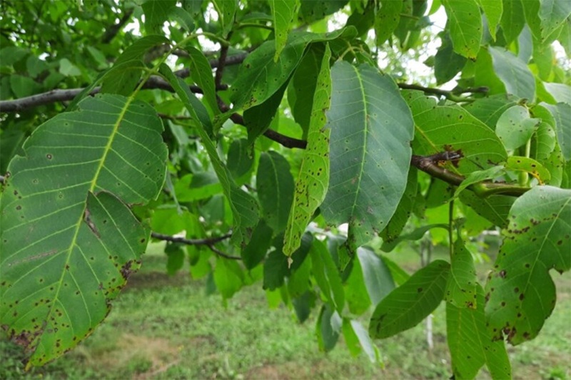 Upozorenje za uzgajivače: Siva pjegavost oraha prijeti urodu – mogući gubici do 80%