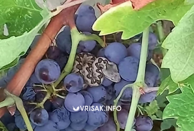 Berač grožđa u BiH naletio na poskoka