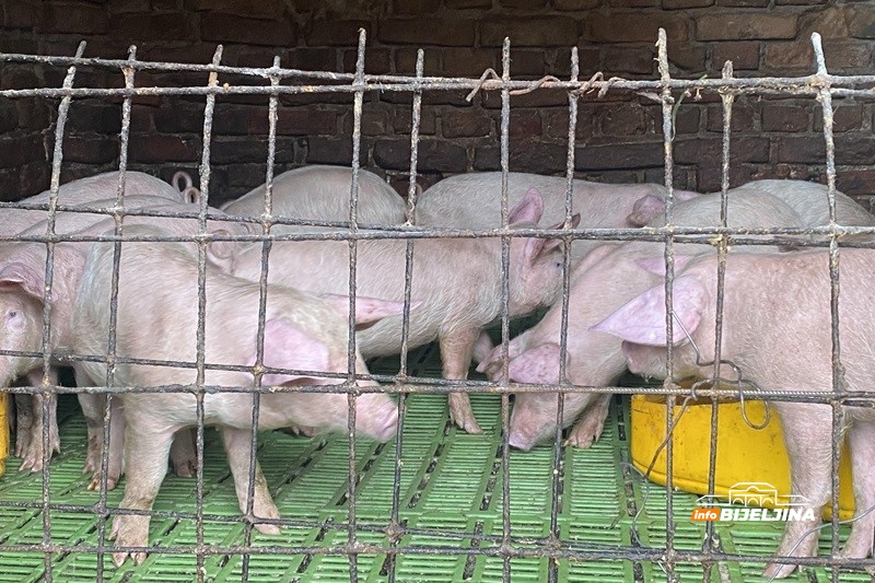Semberski farmer prodao sve: Hoće li pred Đurđevdan i Markovdan biti nestašice  kvalitetnih prasadi?