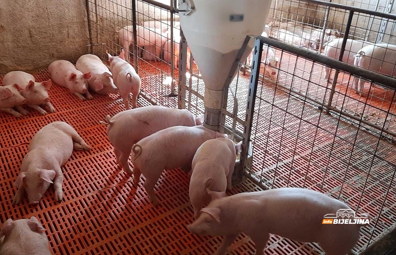 Sedmočlana porodica Ristić iz Zvornika živi od poljoprivrede: Isplatile se dvije decenije truda (FOTO)