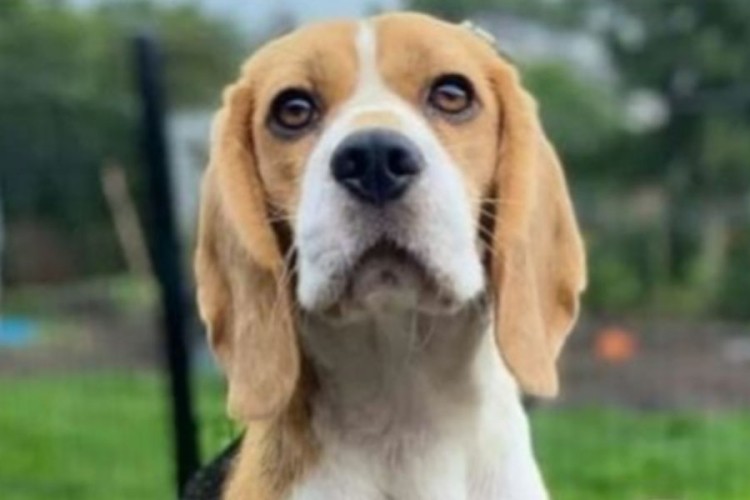  Osam najneposlušnijih rasa pasa