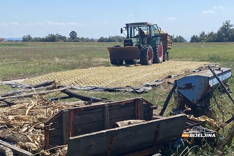Tropske vrućine spržile kukuruz u Semberiji: “Šteta raste iz dana u dan, moraćemo kupovati da prehranimo stoku”