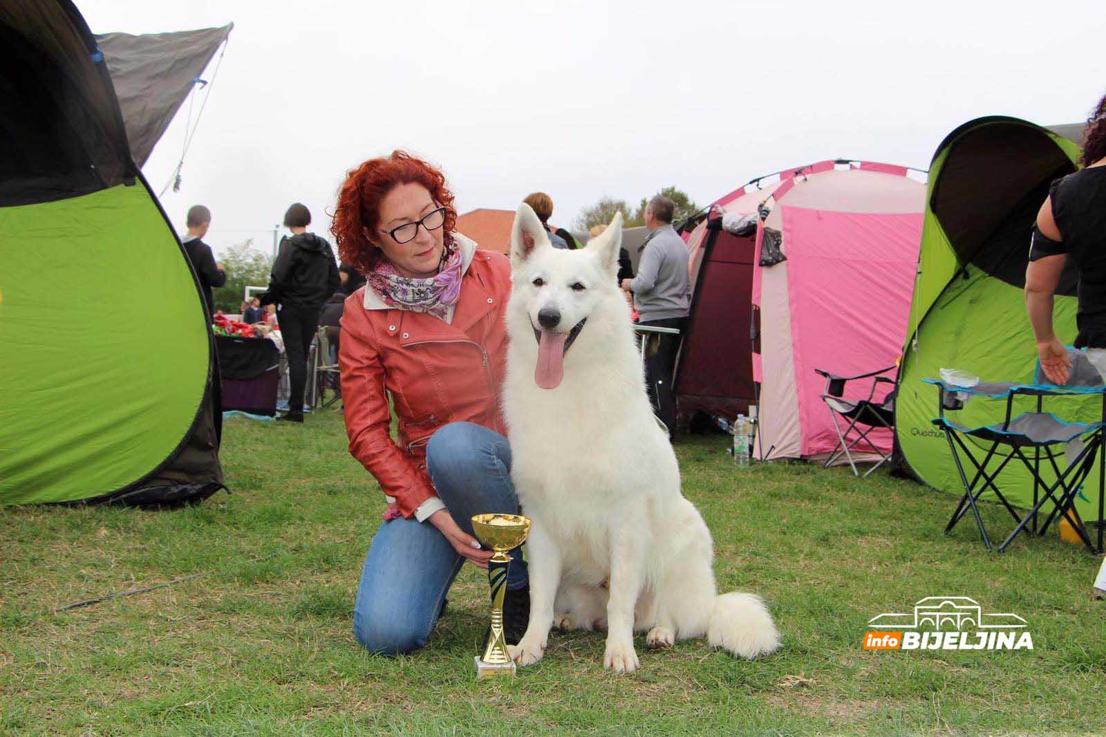Švajcarski bijeli ovčari iz Semberije osvajaju svijet (FOTO)