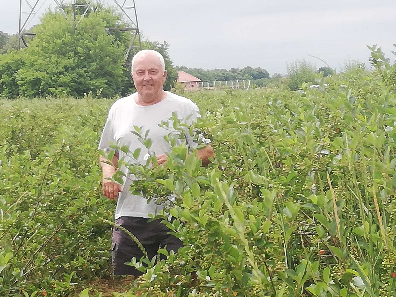 Porodica Pejić iz Male Obarske među pionirima u proizvodnji „Semberske“ aronije i borovnice