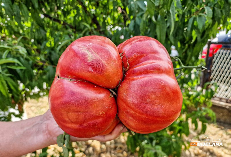 U Janji kod Bijeljine rodio paradajz težak 1,660 kg (FOTO)
