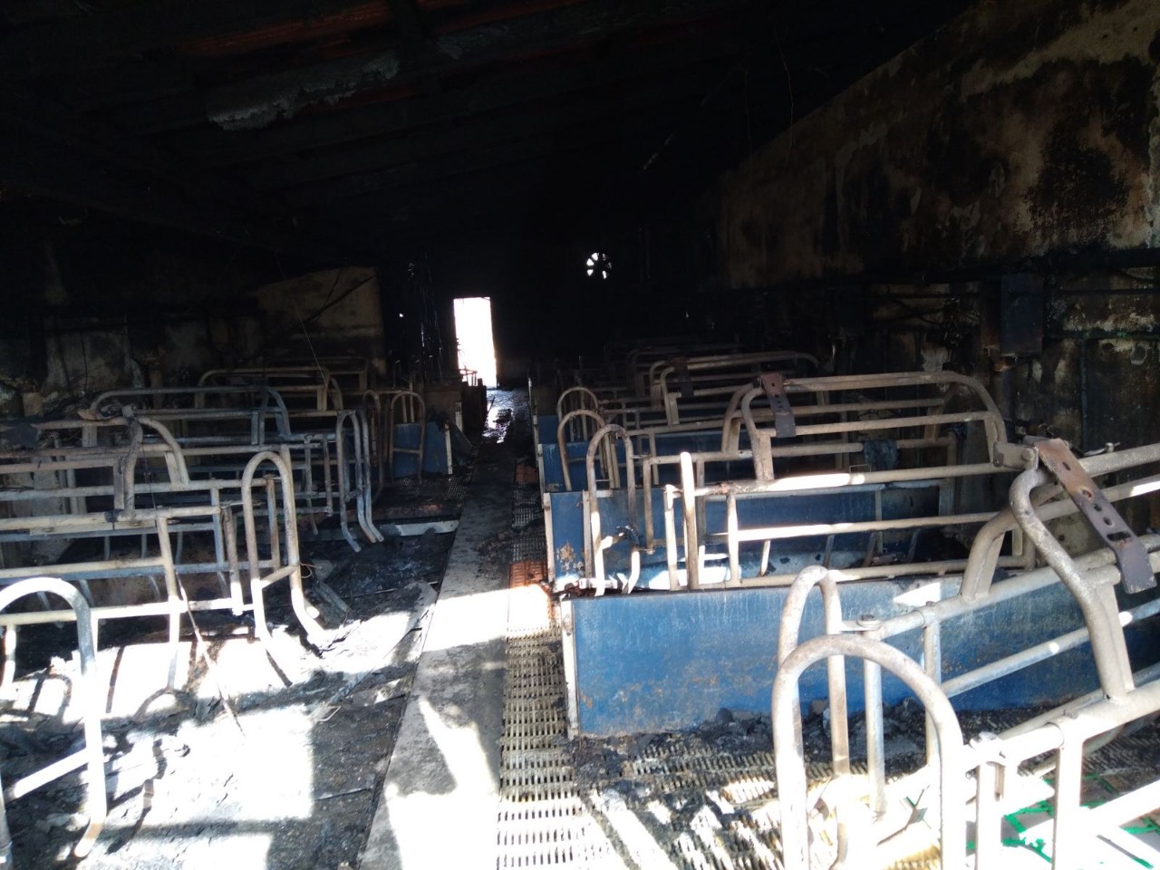 ŠTETA OGROMNA Uglednom semberskom farmeru vatra progutala prasilište sa 13 krmača i 120 prasadi