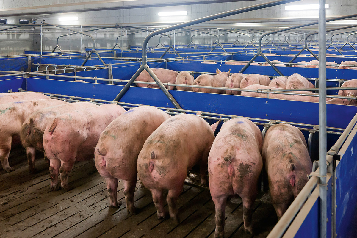 Proizvođačima suprasnih krmača i nazimica isplaćeno 2,4 miliona KM