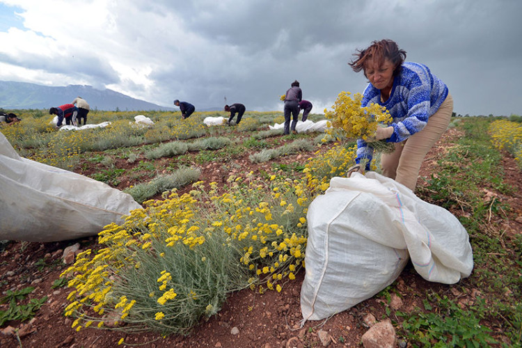 Pomama za čajevima sa hercegovačkih livada