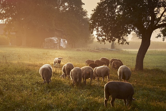Izazovi ovčarstva u Republici Srpskoj: Kako Borivoje Radanović odražava farmu sa 100 ovaca u Derventi