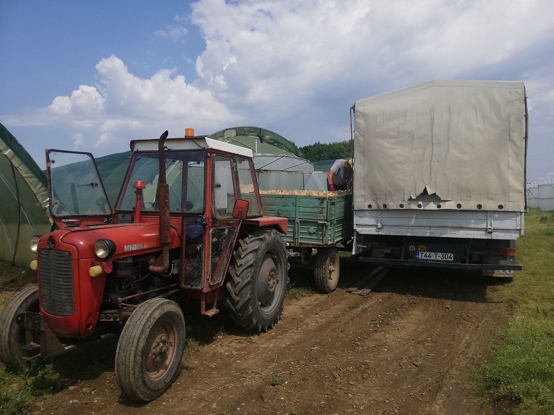 Ionako povrće dajemo ispod svake cijene OVE GODINE NI RODA NI ZARADE
