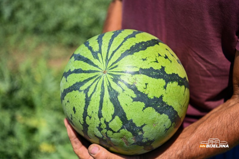 Poljoprivrednik iz Donjeg Crnjelova: Lubenicu prodamo za 0,40, a u marketima skuplja od marke (FOTO)