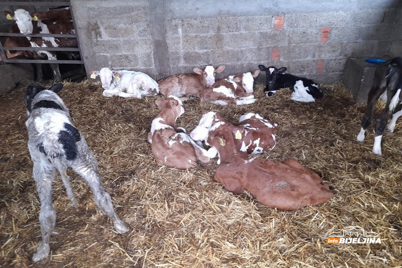 Bijeljinski farmer proizvodi 1.000 litara mlijeka dnevno: “Premije su nam praktično jedina zarada”