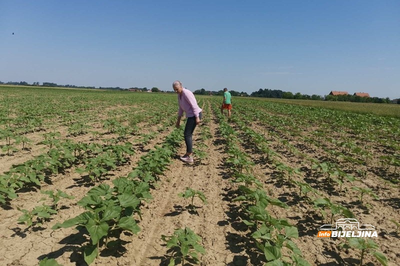 Suncokret u Semberiji ima stabilan prinosi i sigurnu zaradu za poljoprivrednike: Isplativiji i od pšenice i od kukuruza