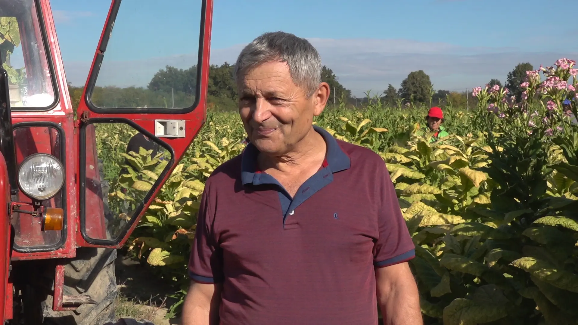 Savići generacijama proizvode duvan u Semberiji: “U djedovo vrijeme radilo se ručno, a danas nema zarade”