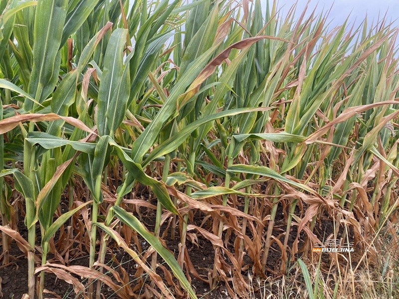Ima li spasa za kukuruz u Semberiji: Na dvije susjedne parcele razlika 80 odsto (FOTO)