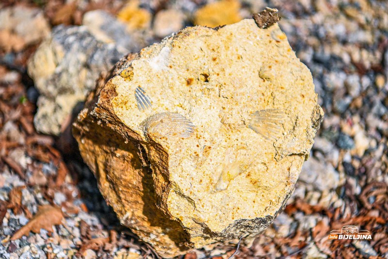 Semberija krije fosile Panonskog mora: Svijet koji je nestao prije miliona godina /FOTO; VIDEO/