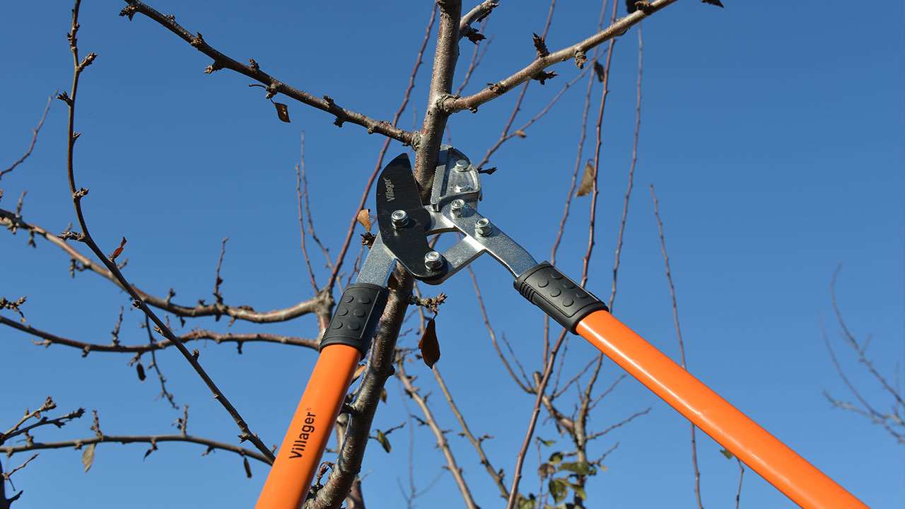 Ovo su najčešće greške pri rezidbi i đubrenju voća