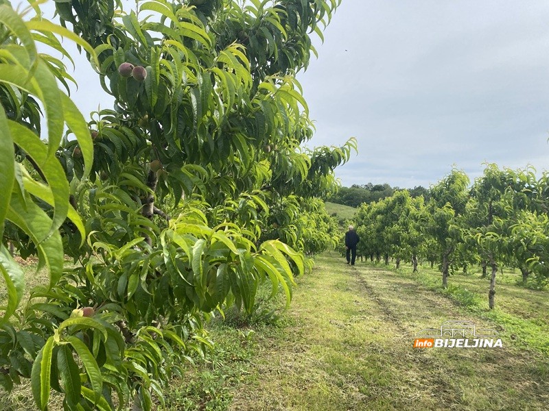 Manji rod breskvi u Semberiji, duplo veća cijena: Da li će i ovo voće biti luksuz? /FOTO/