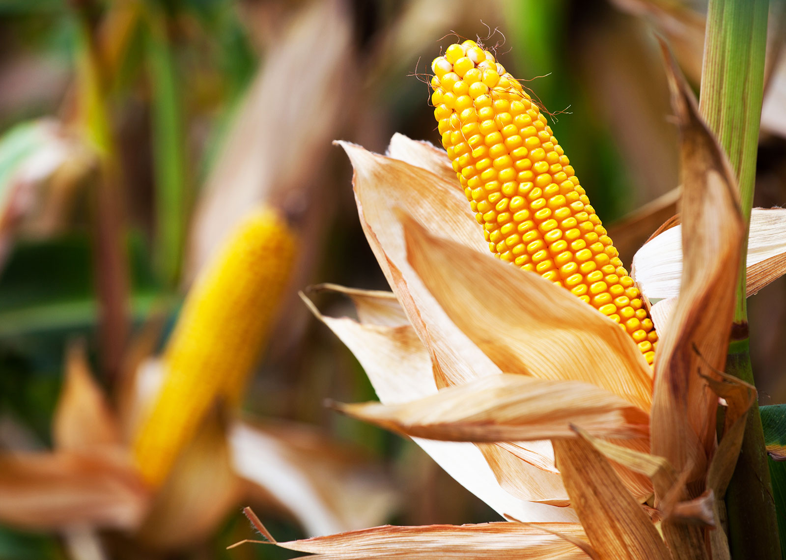 Rekordna CIJENA kukuruza zbog situacije u Ukrajini