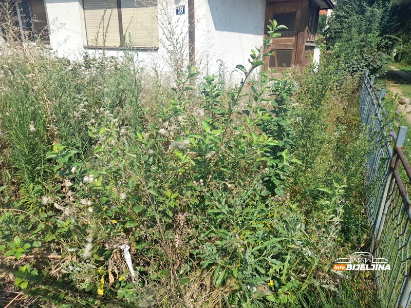 Sve više Semberaca alergično na ambroziju, ljekari savjetuju kako se zaštititi