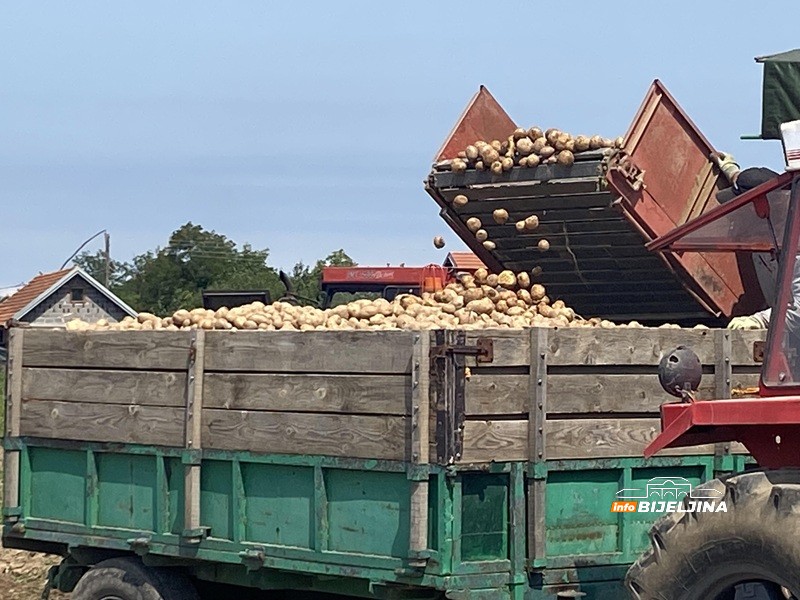 U Semberiji počelo vađenje industrijskog krompira: Hoće li ova godina nadoknaditi prošlogodišnju katastrofu?